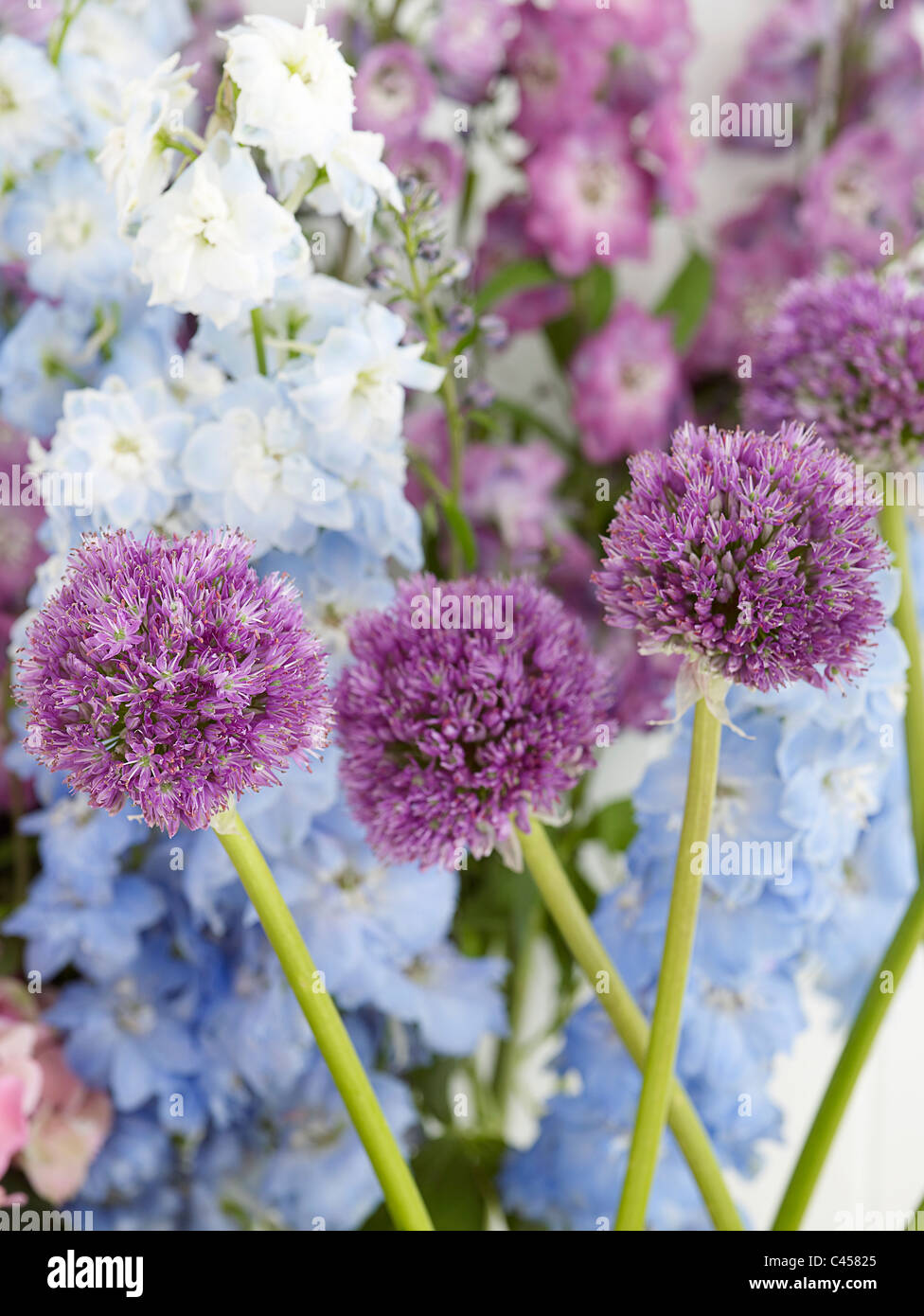 Purple Allium and blue Delphinium flowers, close-up Stock Photo