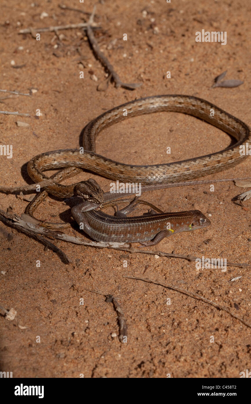 Bernier's Colubrid Snake (Dromicodryas bernieri).  Gripping plated lizard  by a back leg. Lizard feigning dead.  Drier regions. Madagascar. Stock Photo