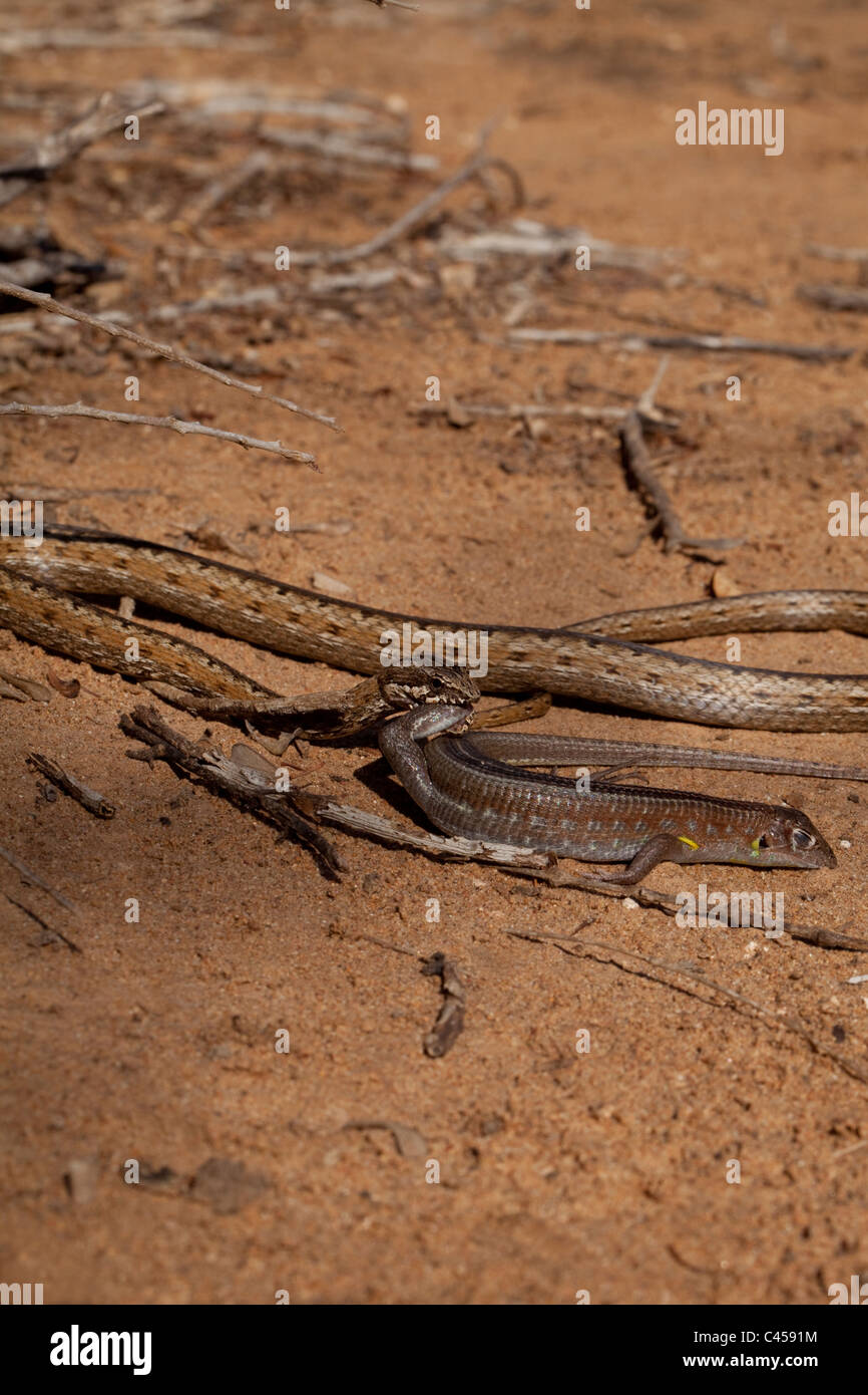 Bernier's Colubrid Snake (Dromicodryas bernieri).  Gripping plated lizard  by a rear foot. Lizard feigning dead.  Drier regions. Madagascar. Stock Photo