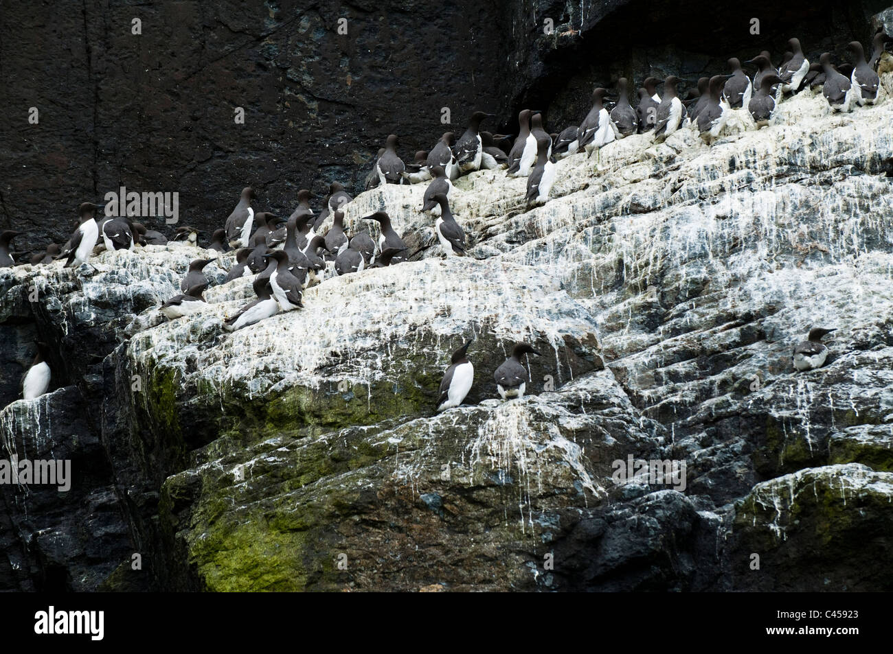 Guillemots, Uria aalge, nesting on Ramsey Island, North Pembrokeshire, Wales Stock Photo