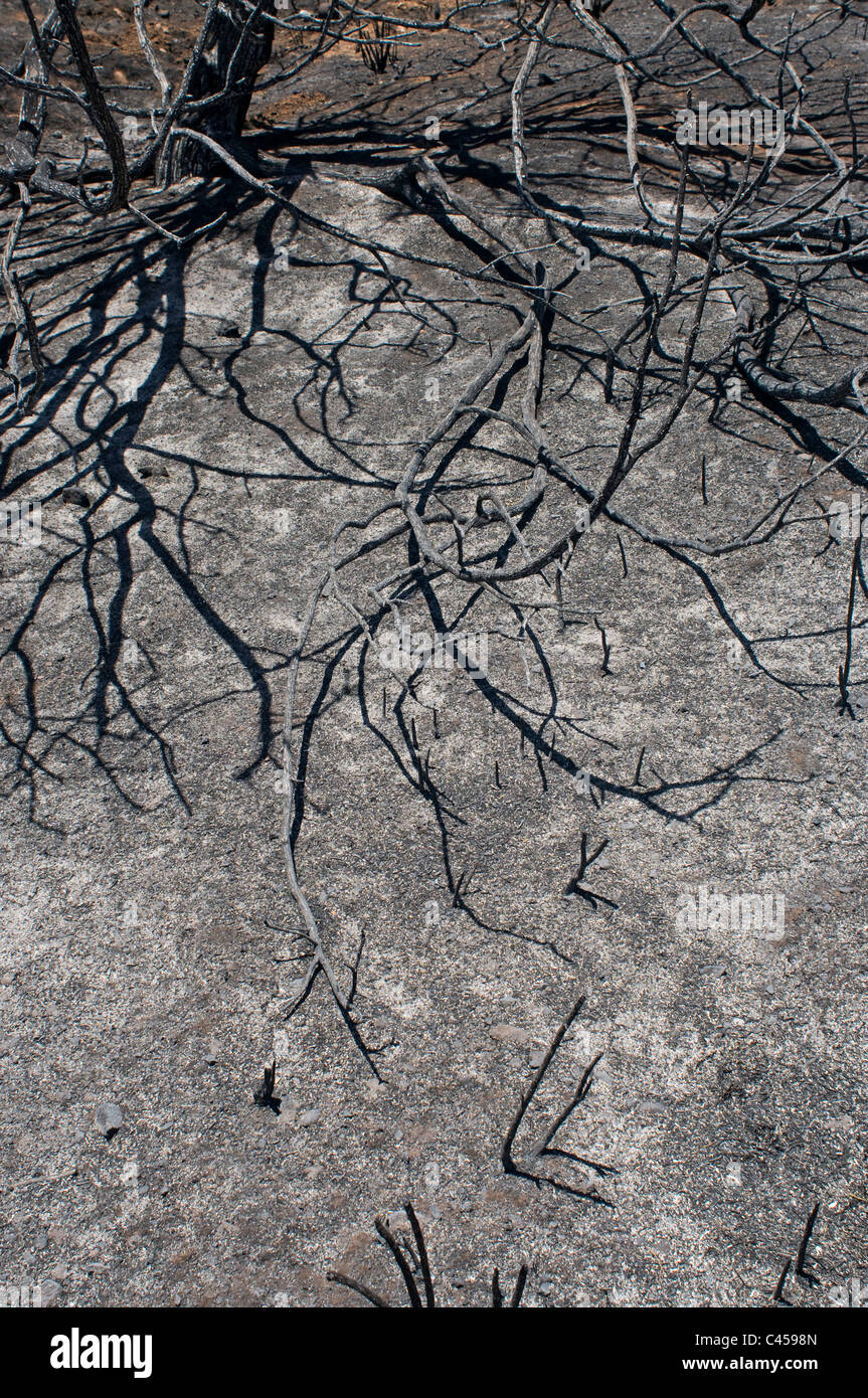 Brush fire damage Stock Photo Alamy
