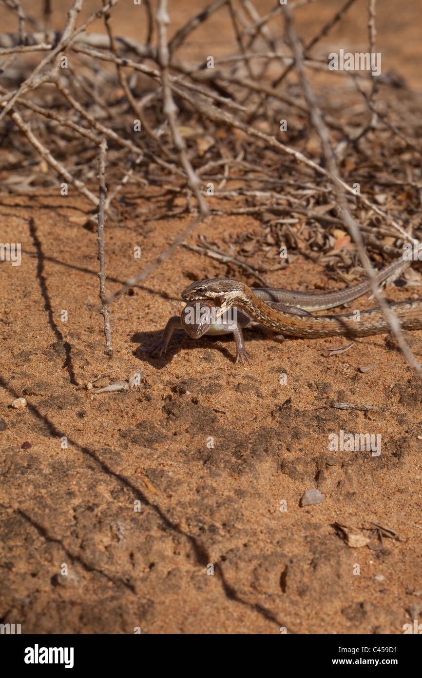 Bernier's Colubrid Snake (Dromicodryas bernieri). A fast moving lizard hunter. Drier regions. Madagascar. Stock Photo