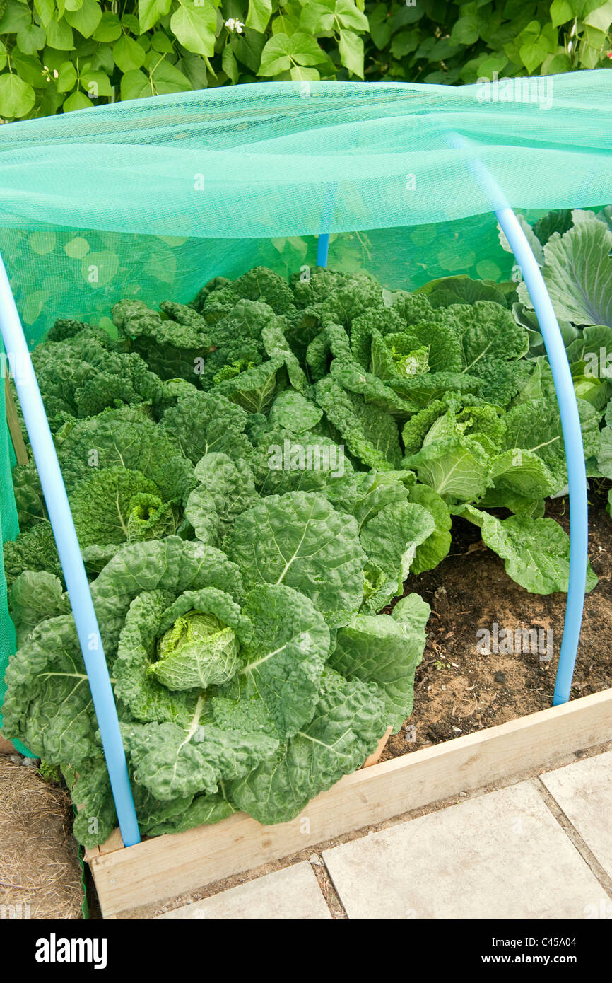 Cabbage Netting Stock Photos & Cabbage Netting Stock Images - Alamy