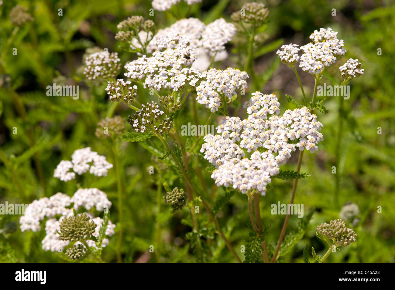 Achillea (Yarrow) flowers, close-up Stock Photo