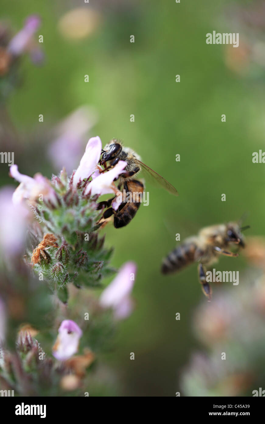 Thyme flower hires stock photography and images Alamy