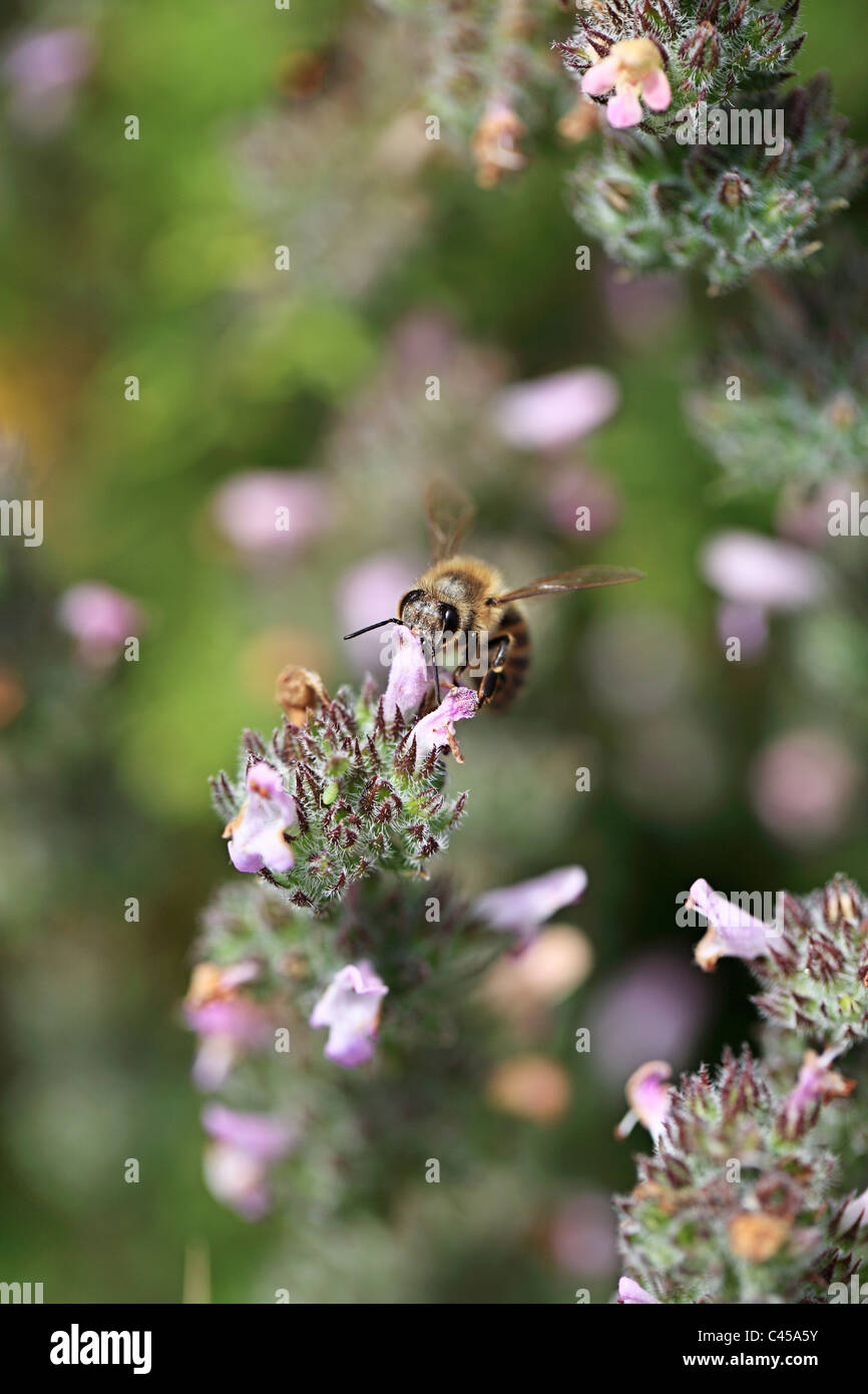 Thyme flower hires stock photography and images Alamy