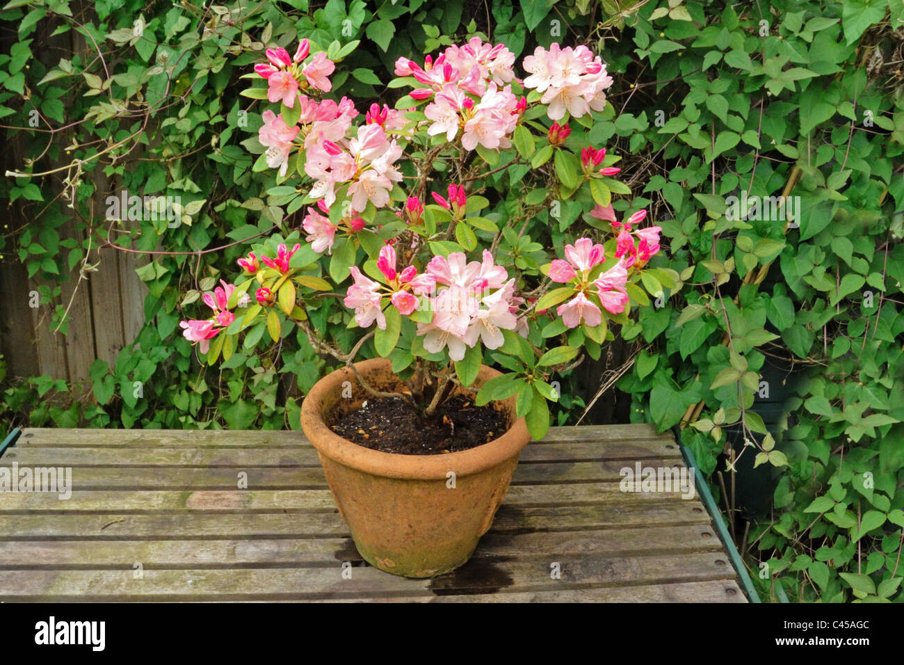 Rhododendron in pot hi-res stock photography and images - Alamy