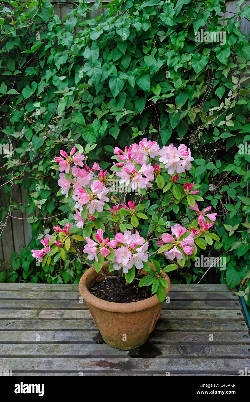 Dwarf Rhododendron bush in flower in pot. Stock Photo