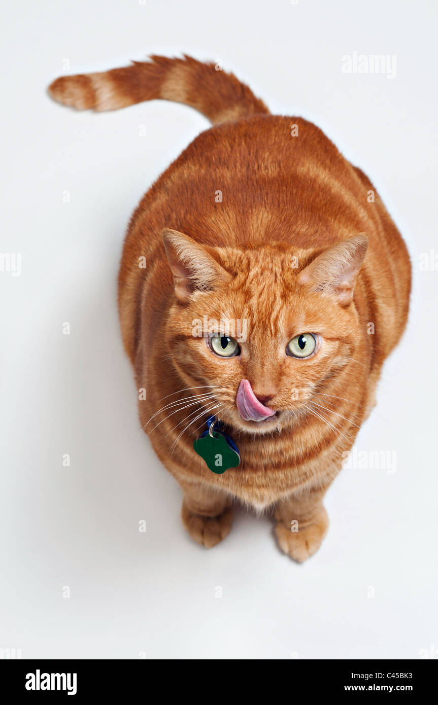 Licking His Chops High Resolution Stock Photography And Images Alamy Licking His Chops High Resolution Stock Photography And Images Alamy