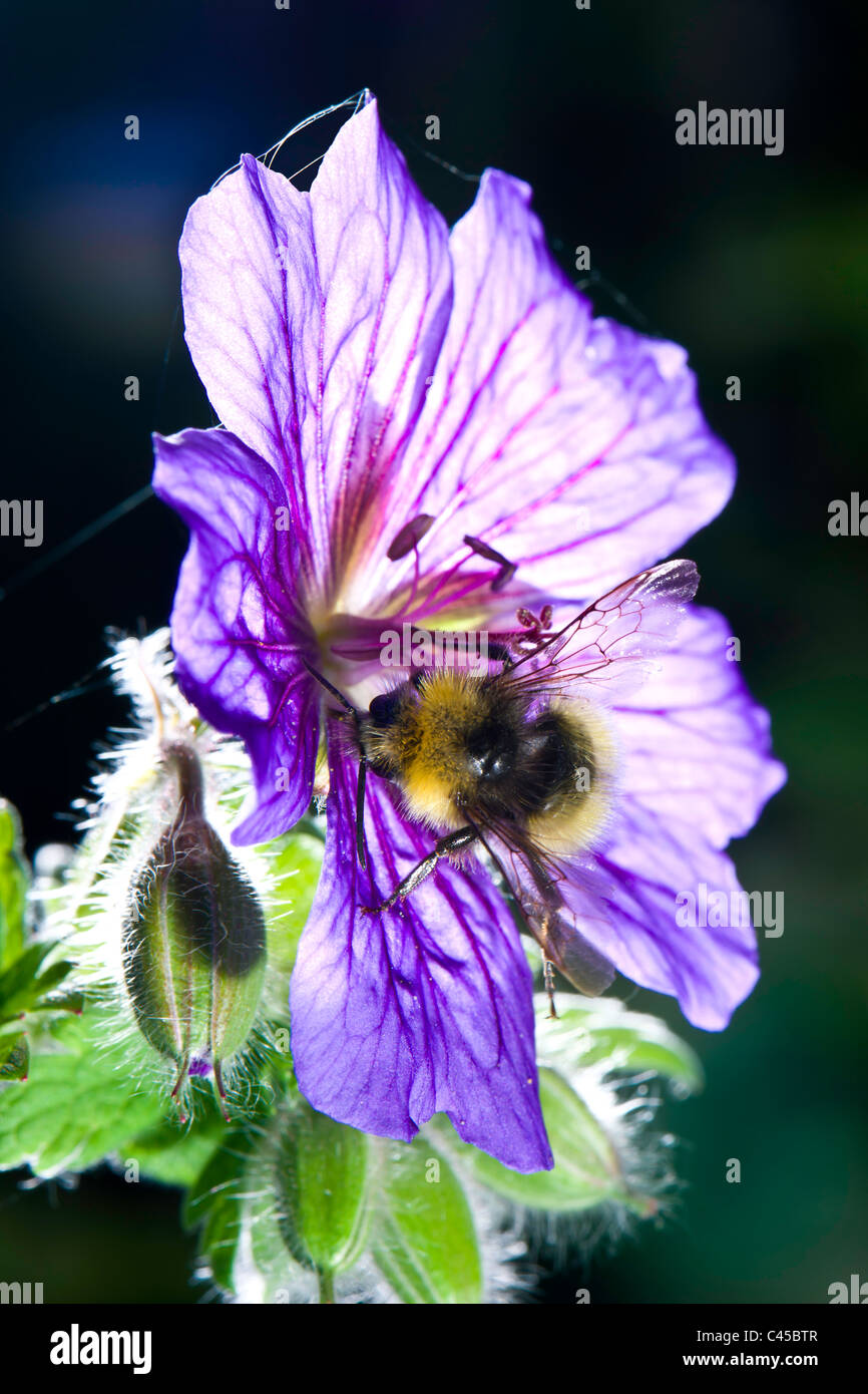 A bee on a Geranium Stock Photo