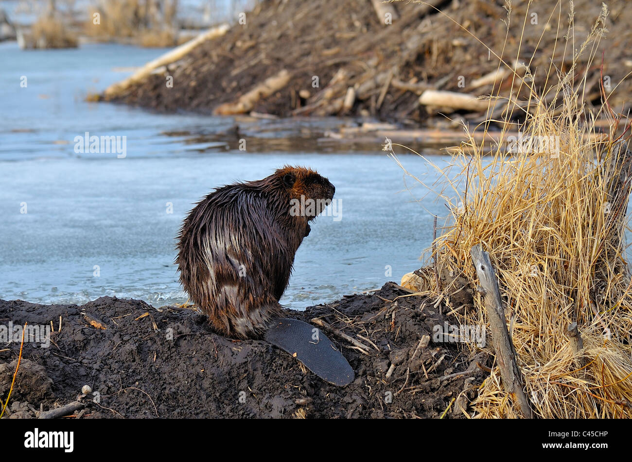 An adult beaver sitting on his beaver dam with his lodge in the background Stock Photo
