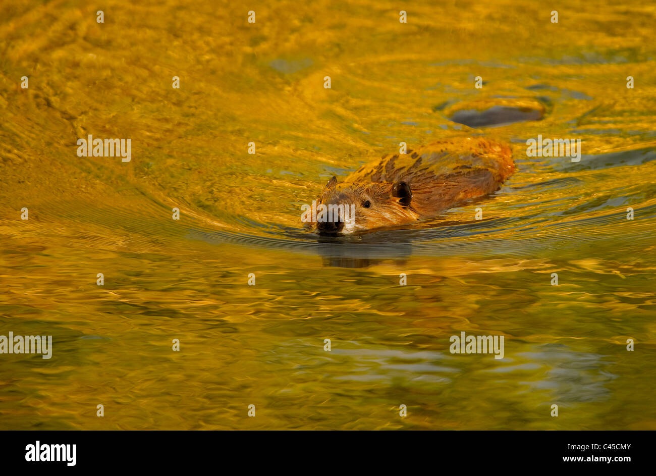 An adult beaver swimming in his beaver pond Stock Photo