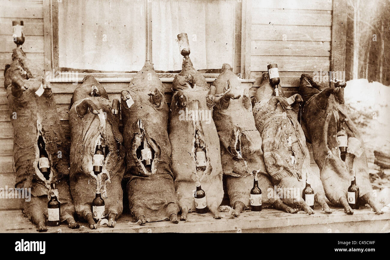 Smuggling Alcohol In Pig Carcasses Stock Photo Alamy