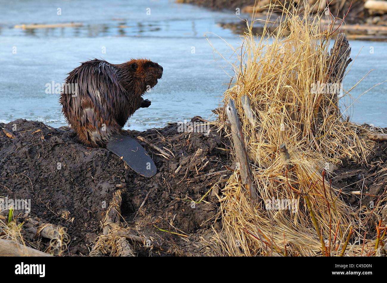 A beaver sitting on his dam Stock Photo - Alamy