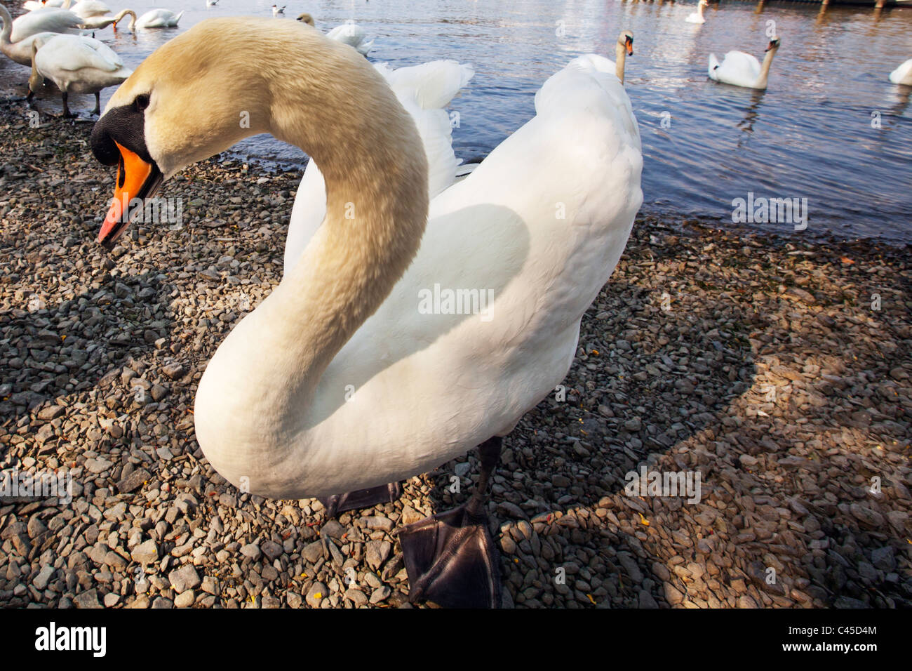 Detail of white mute swan genus Cygnus Anatidae at lake windermere