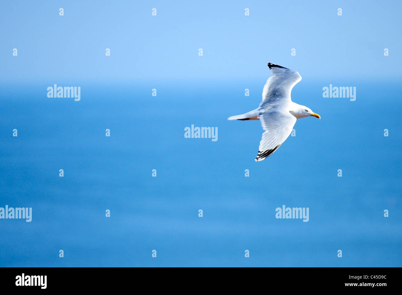 An adult  Herring Gull in flight - Seagull (Larus argentatus) Stock Photo