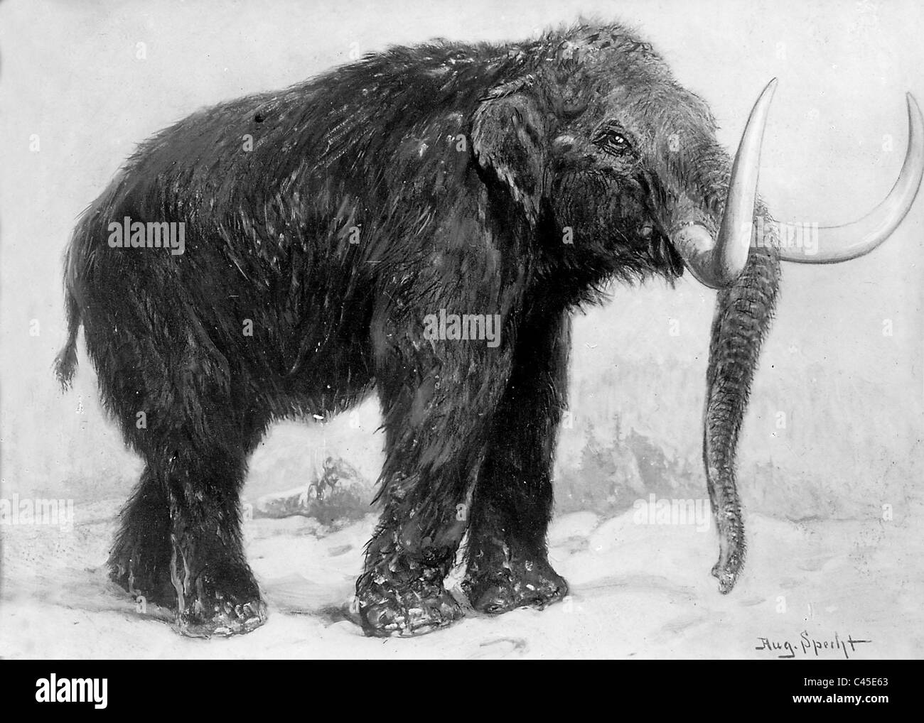 Mammoth Black and White Stock Photos & Images Alamy