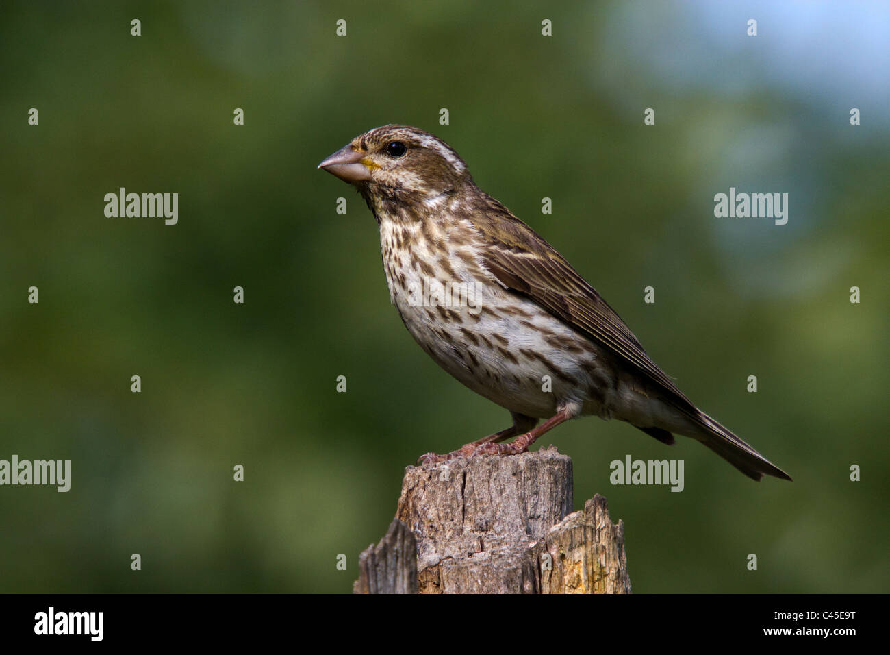 Purple Finch - Female Stock Photo - Alamy