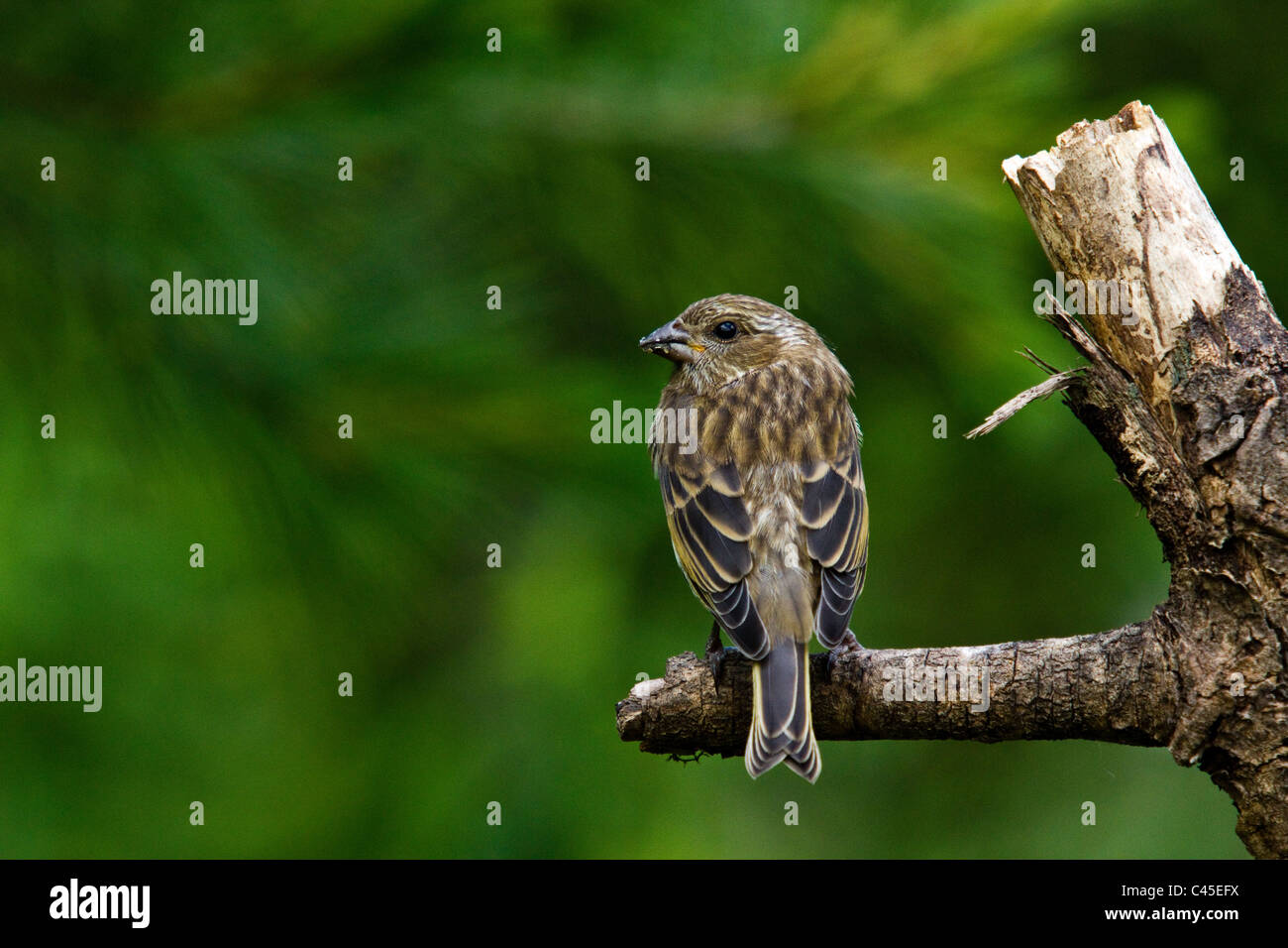 Purple Finch - Female Stock Photo - Alamy