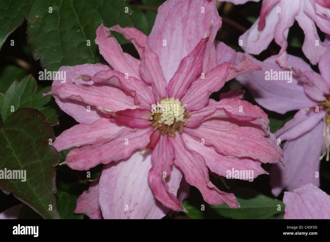 Clematis montana broughton star hi-res stock photography and images - Alamy