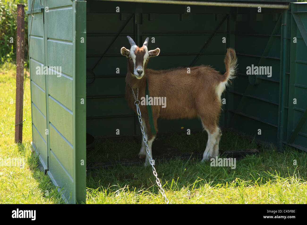 Baby goat in pen, on tether Stock Photo Alamy