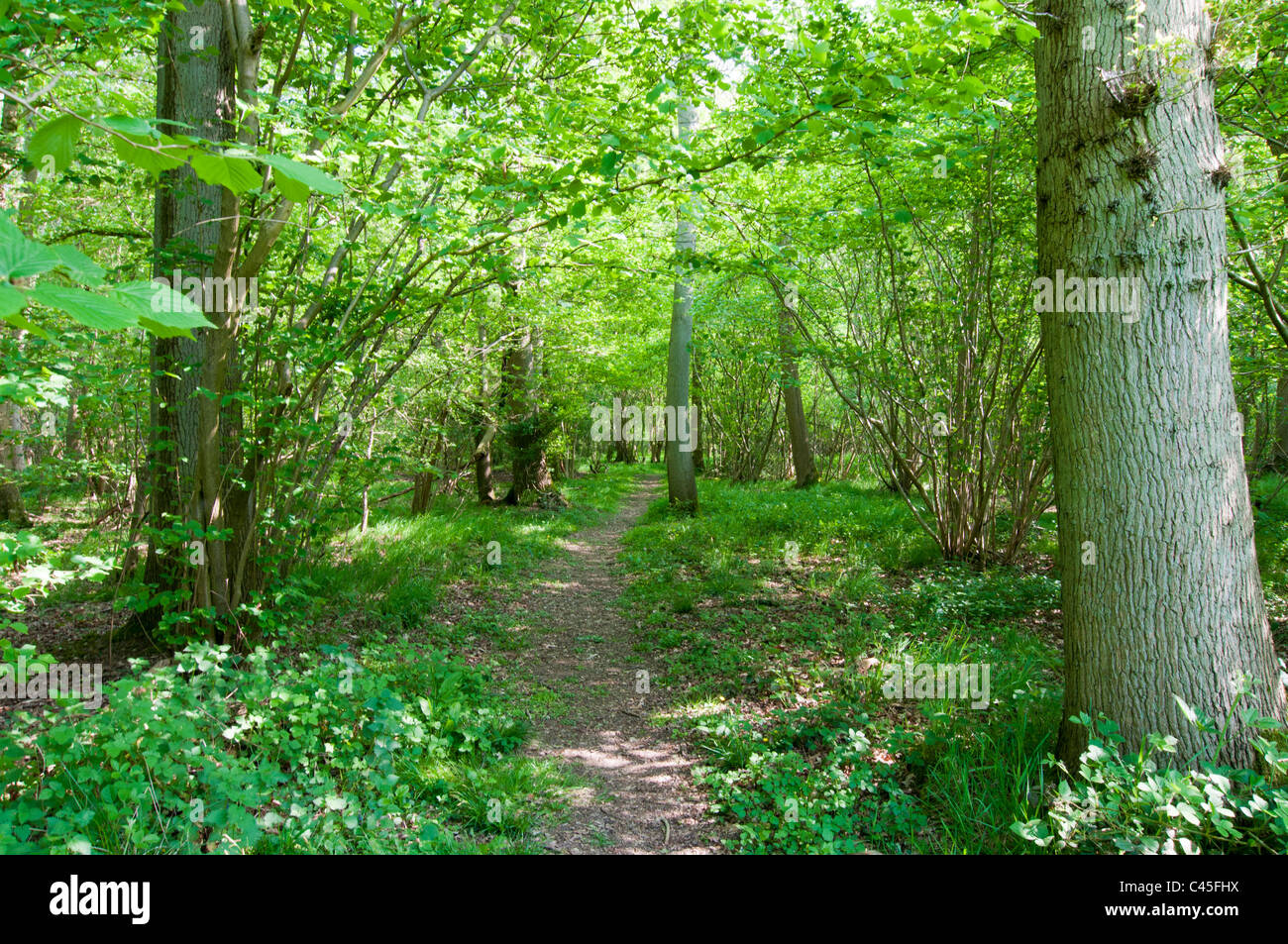 Deciduous Path Deciduous path hi-res stock photography and images - Alamy