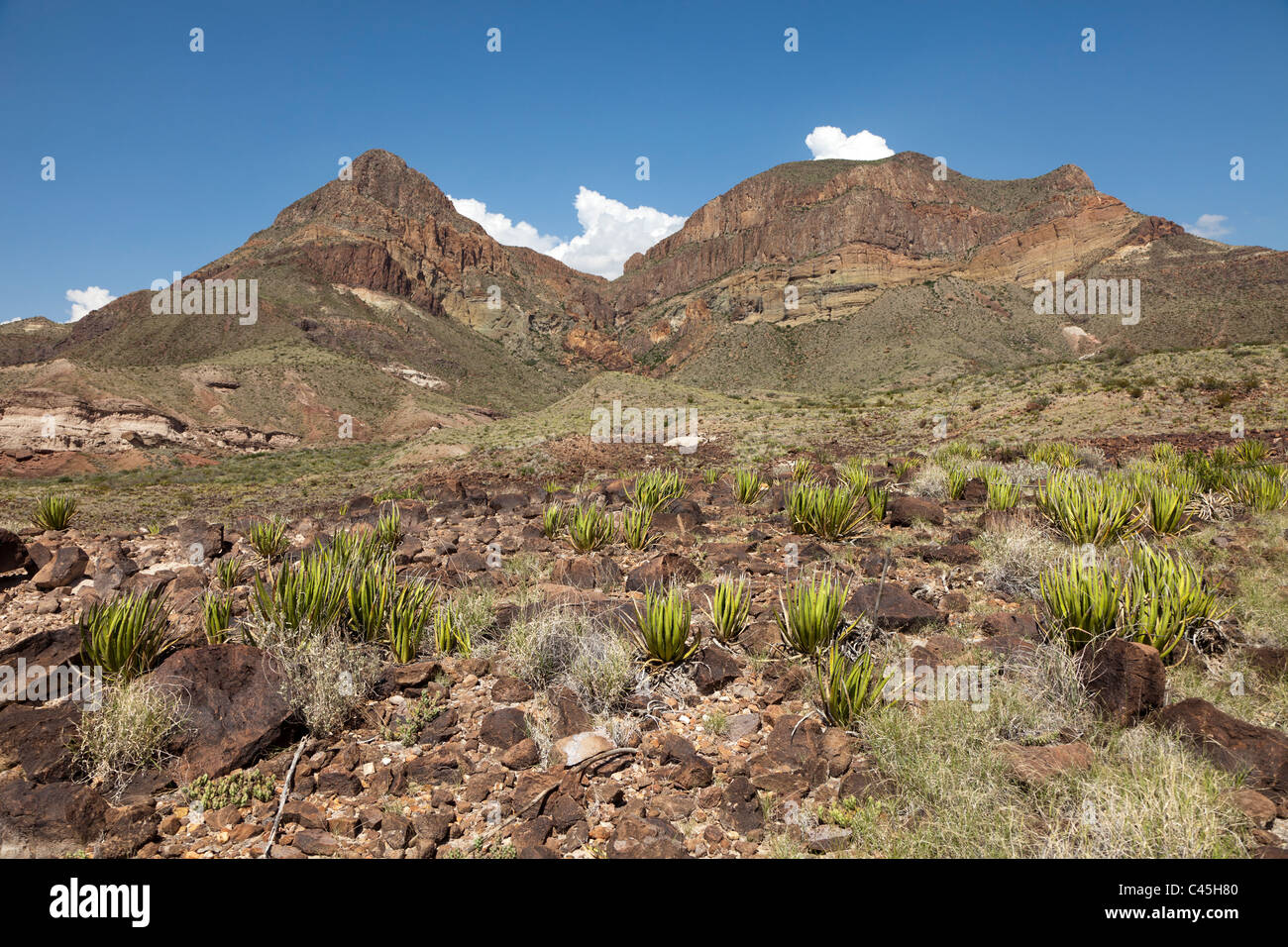 Lechuguilla Agave lechuguilla in the Chihuahuan desert of Big Bend National Park Texas USA Stock Photo