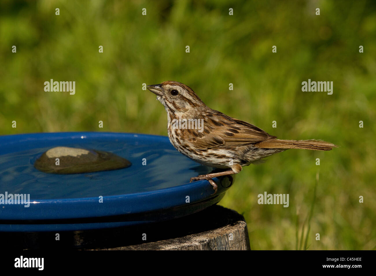 Song Sparrow Stock Photo - Alamy