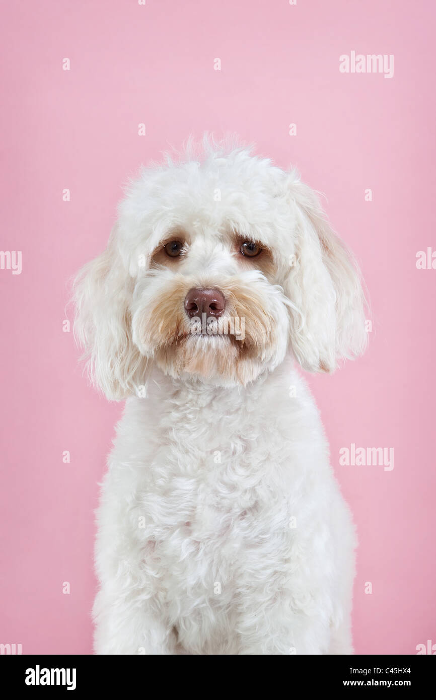 Fluffy white Maltese dog on a pink studio background. Stock Photo