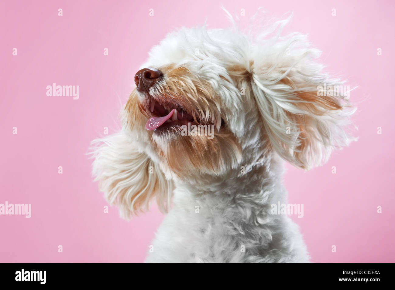 Fluffy white Maltese dog on a pink studio background. Stock Photo