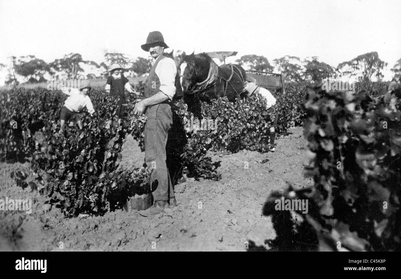 German vintner in Australia, 1932 Stock Photo