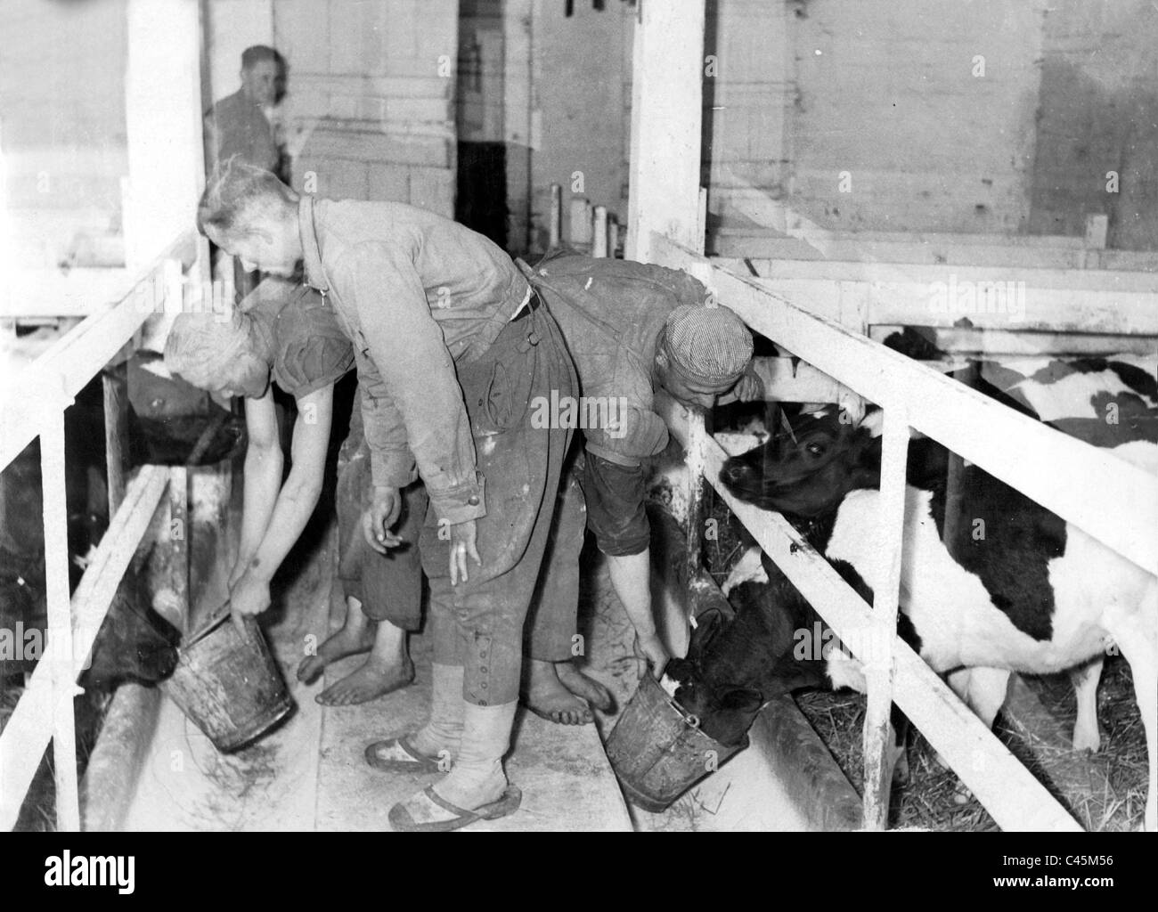 Agricultural workers from Eastern Europe feed cattle Stock Photo