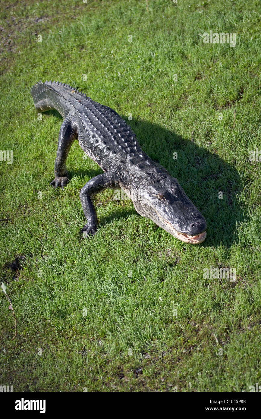 ロッド ALLIGATOR STANDING SHARP H 
1.7m ロッド ALLIGATOR STANDING SHARP H 1.7m アリゲータースタンディング