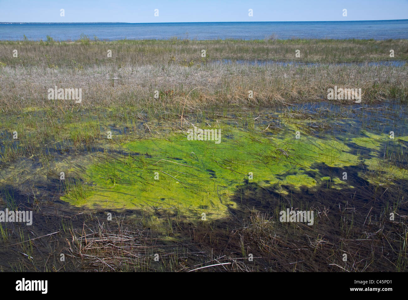 Small Freshwater lagoon with Blue-Green algae or Blue-Green bacteria (Cyanophyta ) near Lake Huron Michigan USA Stock Photo