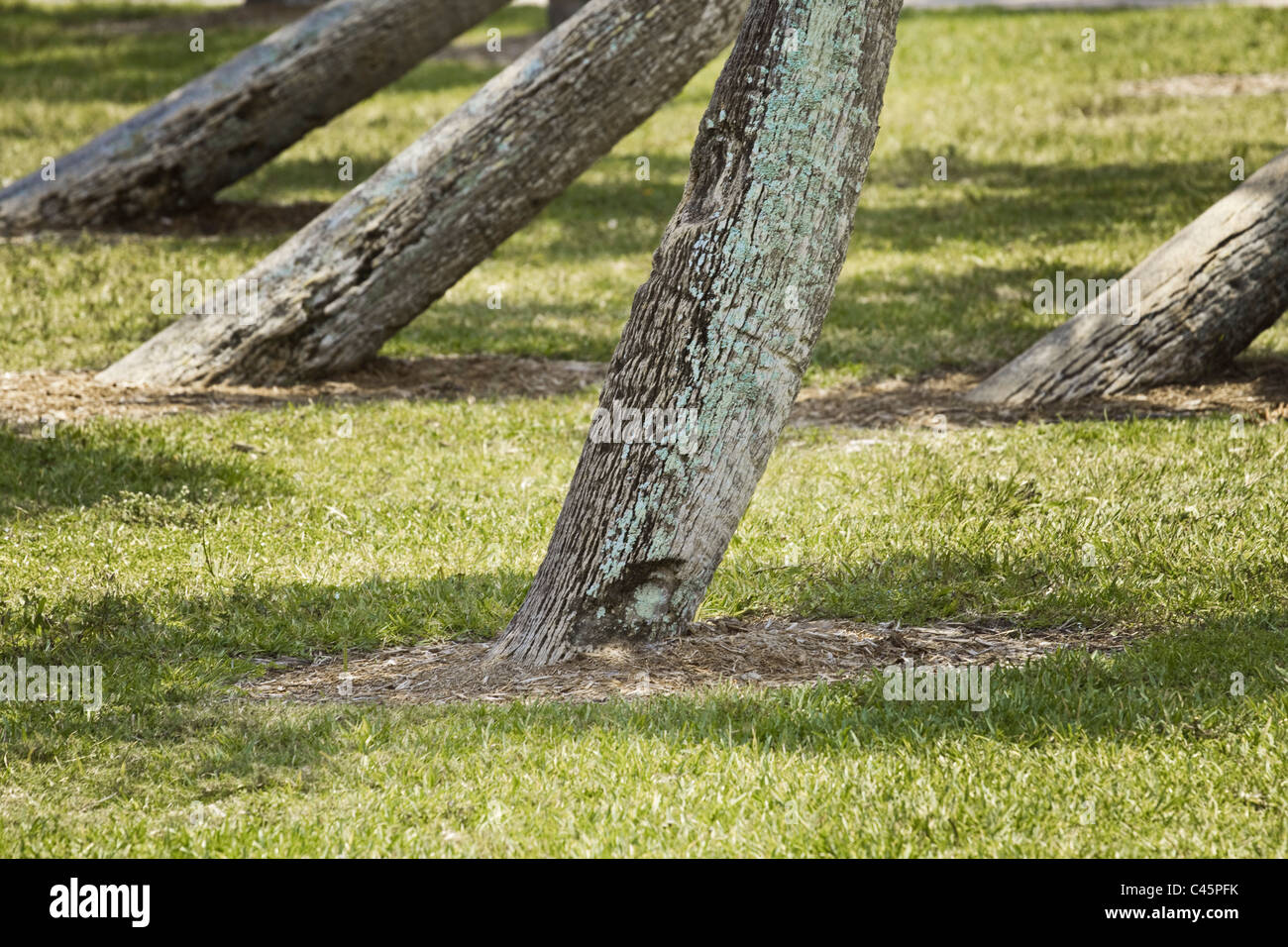 palm tree trunks Stock Photo Alamy