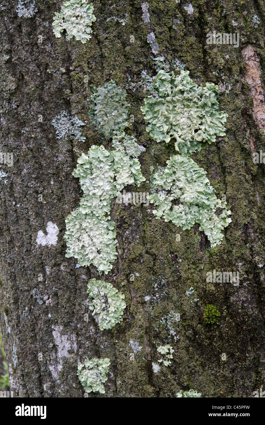 Patches of Greenshield Log Lichen or Foliose or Leafy Lichen on live tree trunk Michigan USA Stock Photo