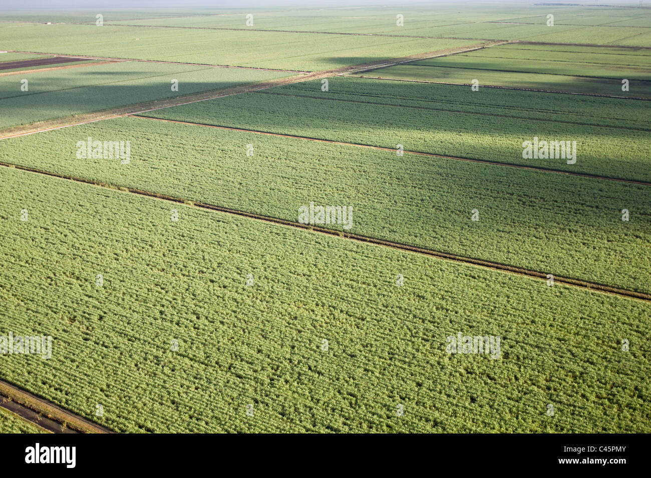 fields of sugar cane Stock Photo