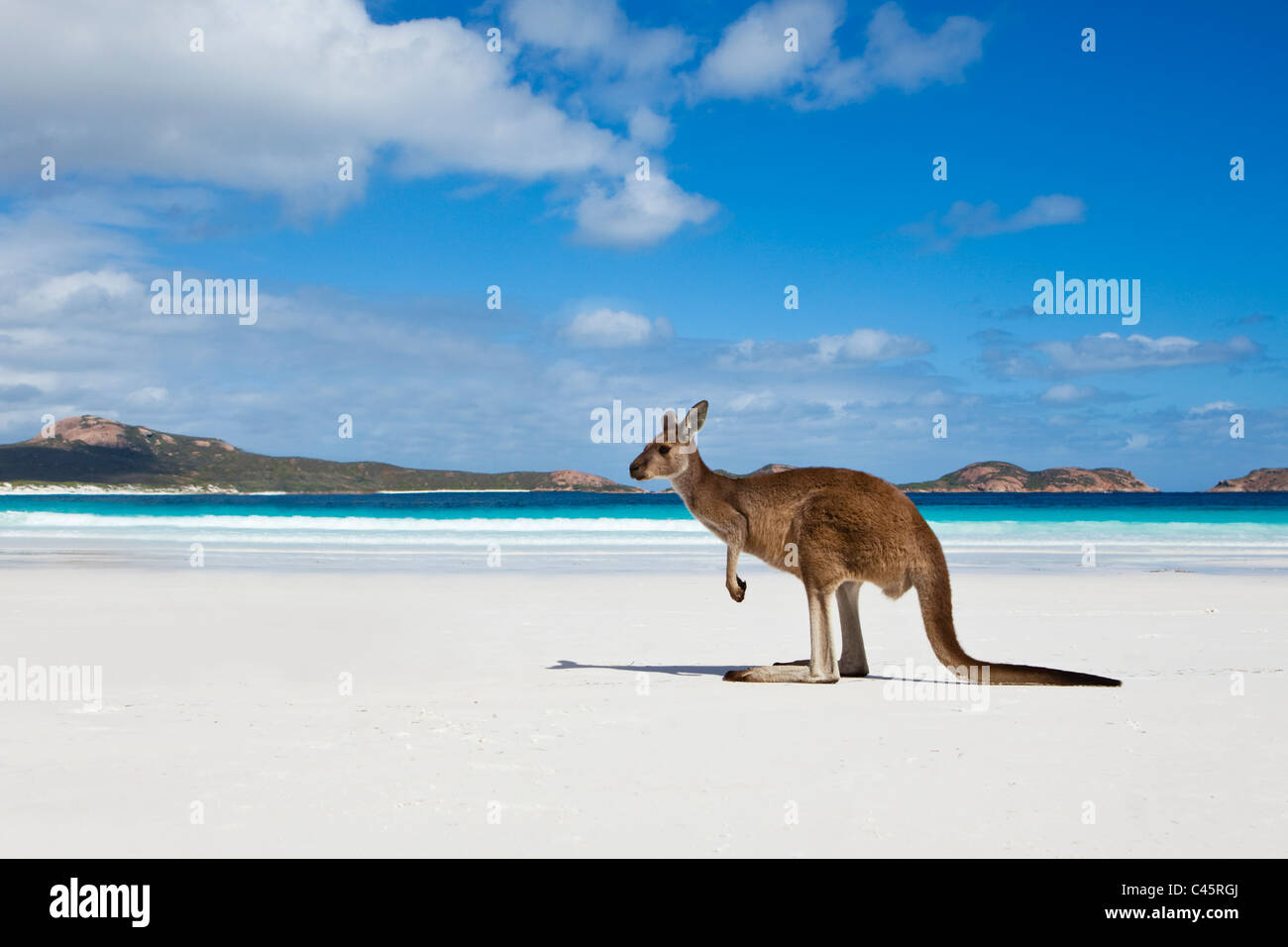 Kangaroo on beach at Lucky Bay.  Cape Le Grand National Park, Esperance, Western Australia, Australia Stock Photo