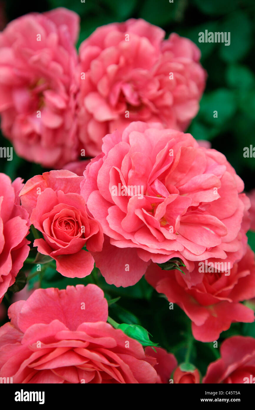Climber rose hi-res stock photography and images - Page 2 - Alamy