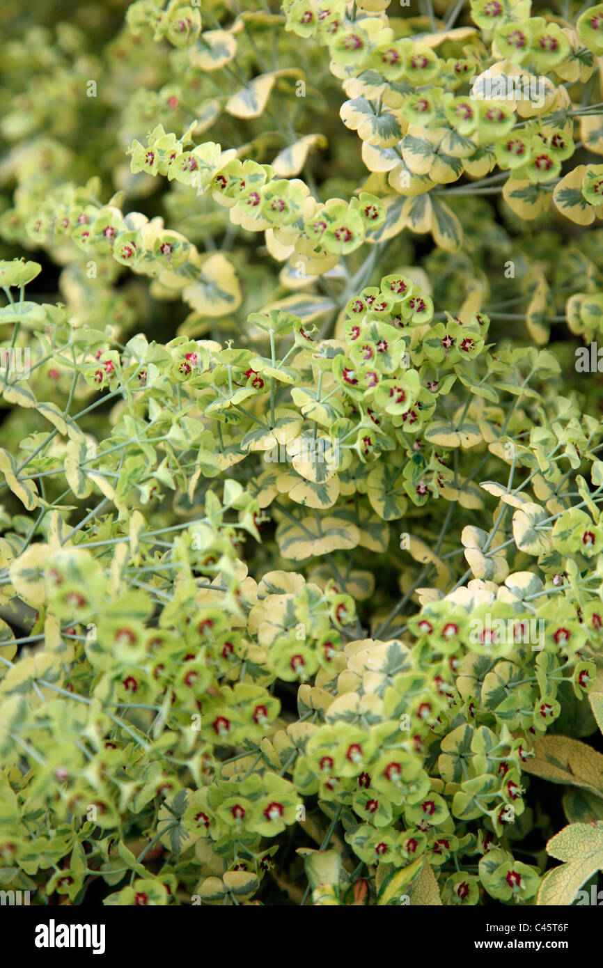 Euphorbia x martinii 'Ascot Rainbow' RHS Chelsea Flower Show 2011 Stock Photo
