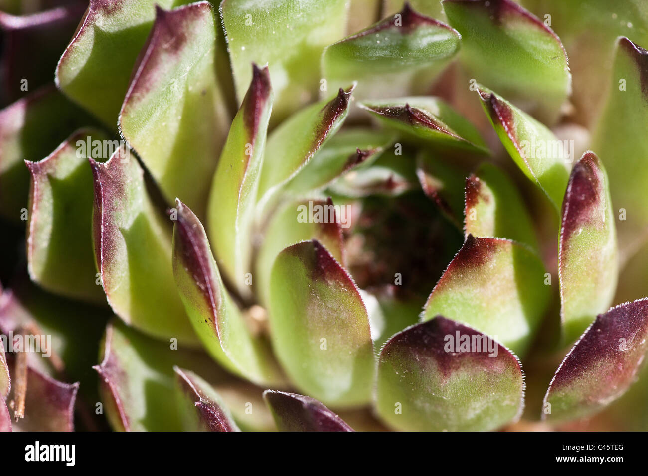 Rosette style succulent plant Stock Photo Alamy