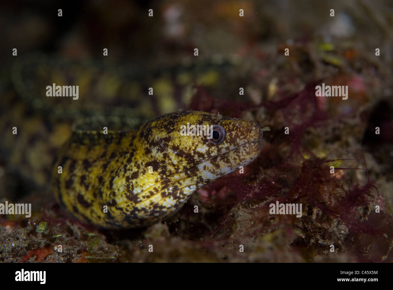 Stout Moray, Gymnothorax eurostus, KBR, Lembeh Strait, Sulawesi, Indonesia. Stock Photo