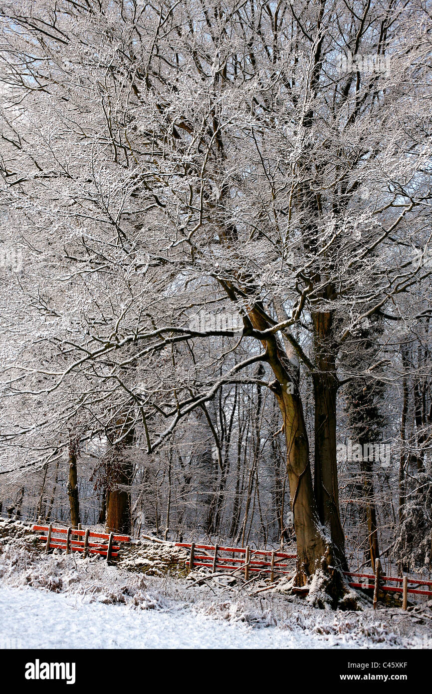Trees and snow covered field hi-res stock photography and images - Alamy