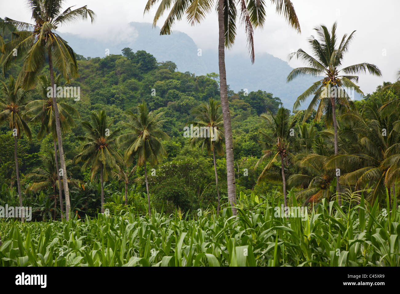CORN and COCONUT TREES grow in a rich agriculture valley near PEMUTERAN