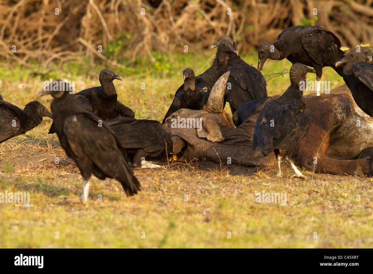 Black Vultures eating dead cow, Crooked Tree, Belize Stock Photo