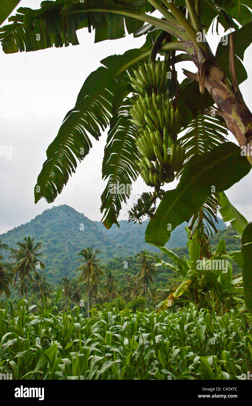 Banana trees coconut trees hires stock photography and images Alamy