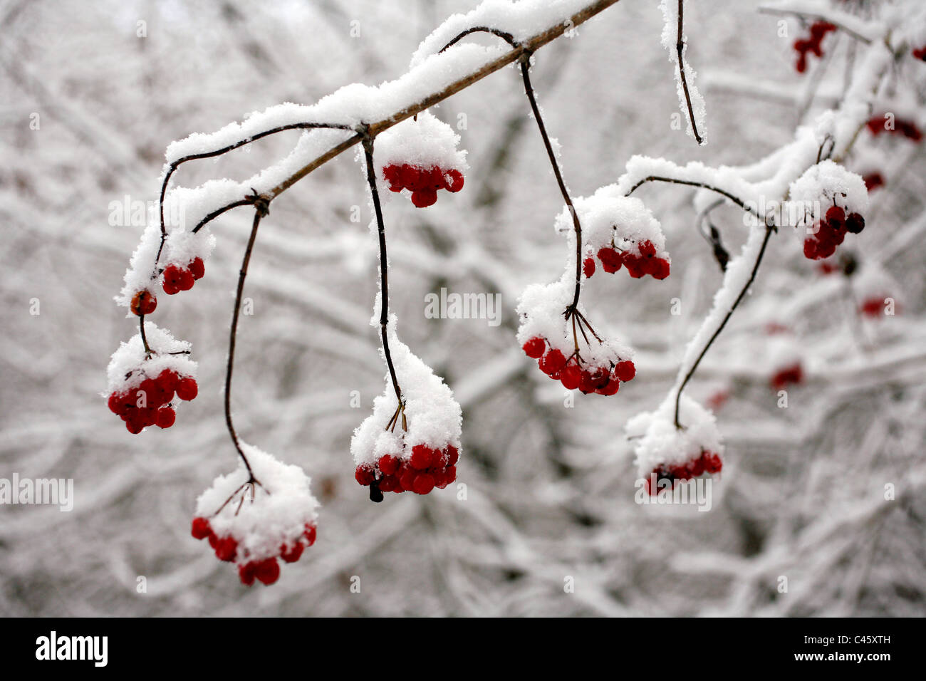 Red berries on a tree covered with snow Stock Photo - Alamy