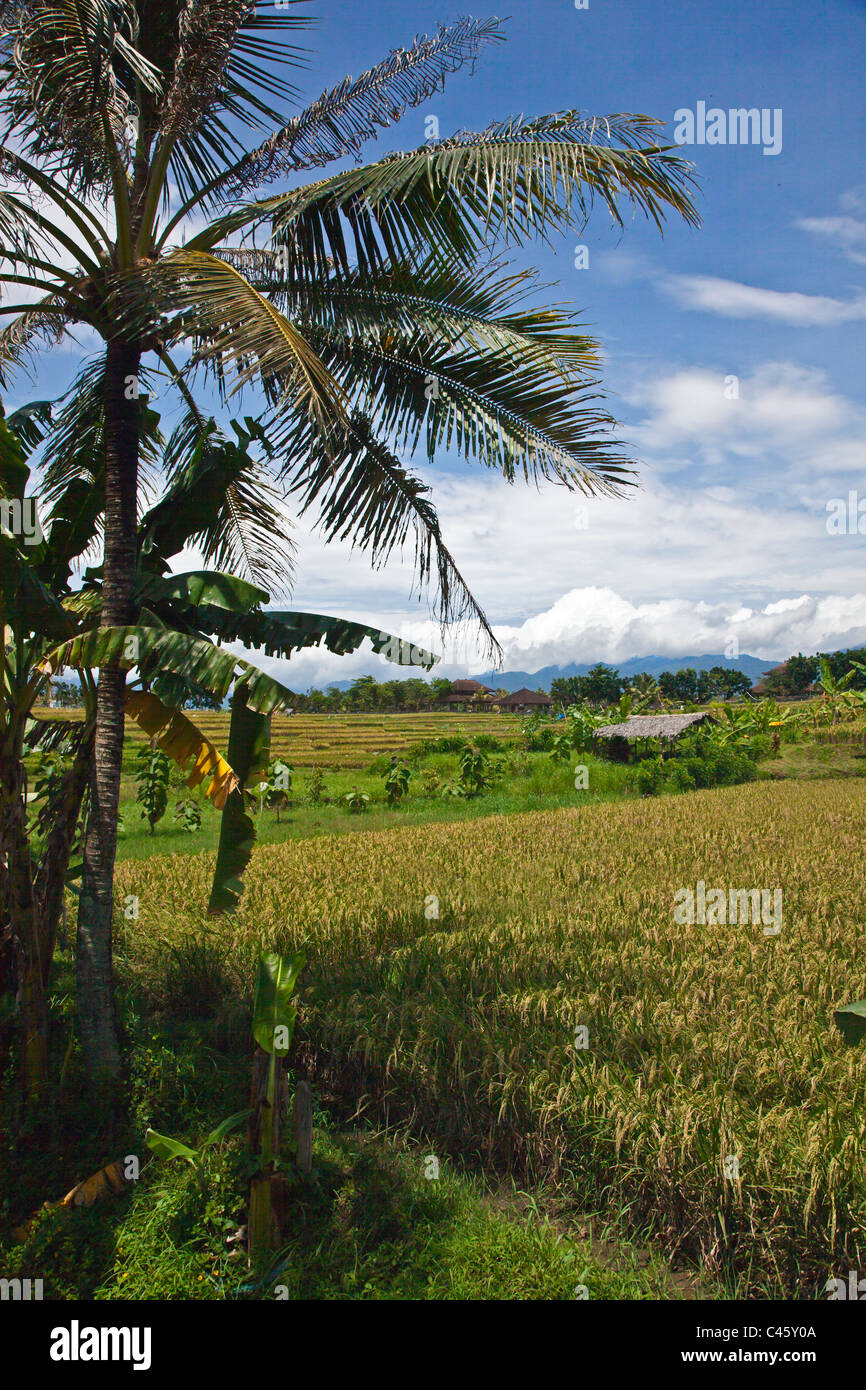 RICE FIELDS and COCONUT TREES are major crops on the island BALI