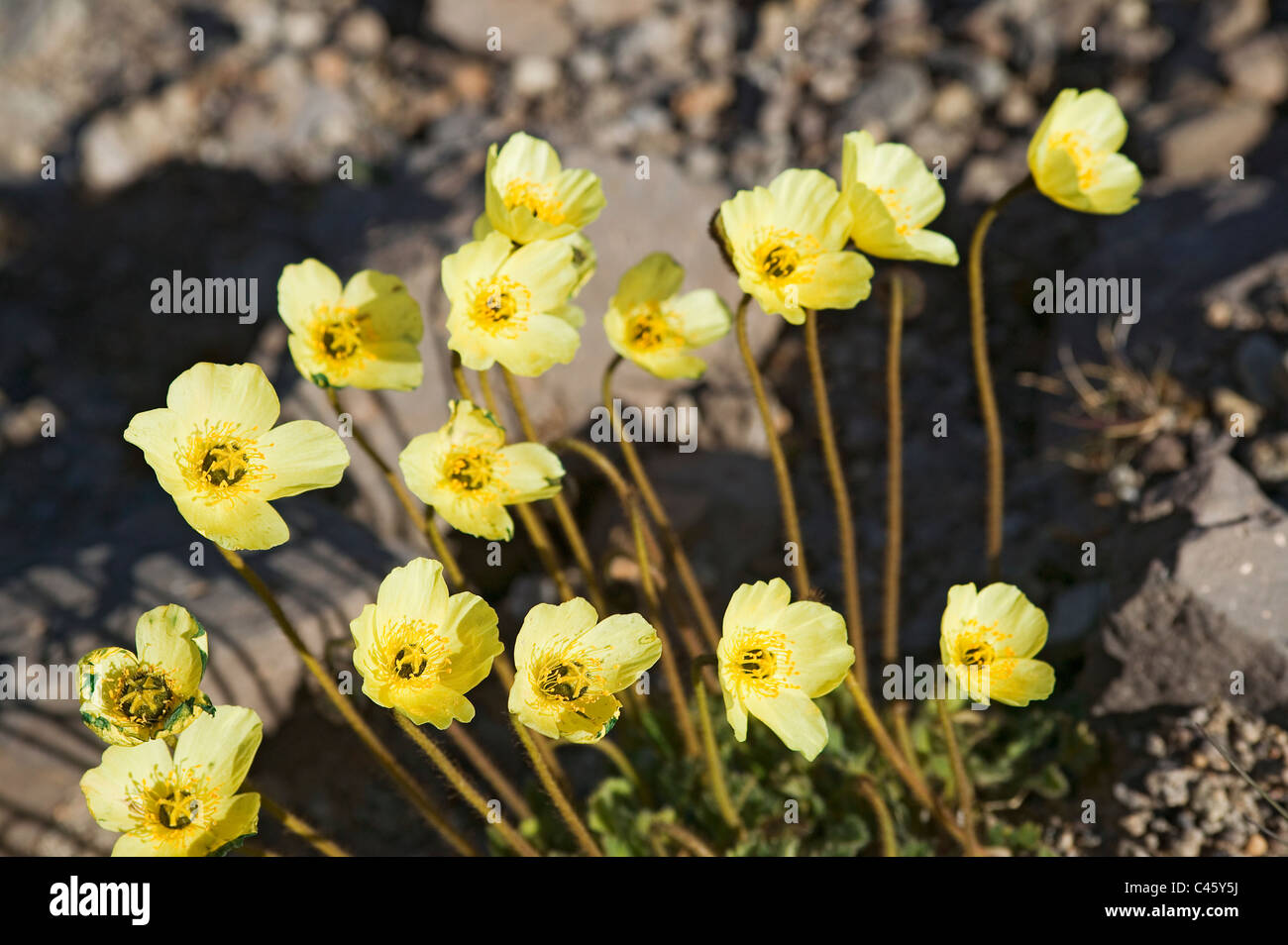 Iceland, Papaver radicatum (Arctic Poppy) yellow wildflowers, close-up Stock Photo