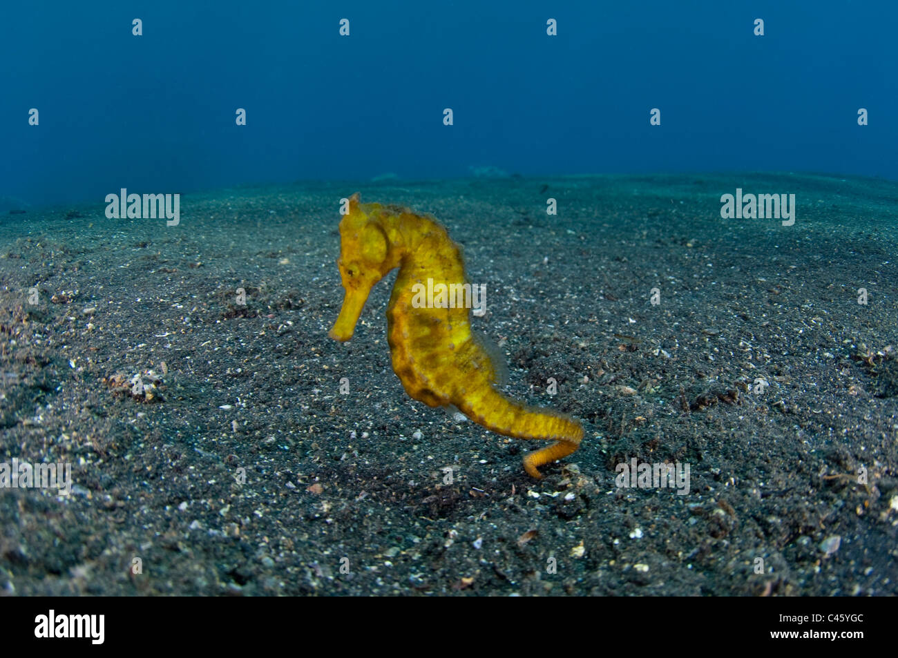 Yellow Seahorse, Hippocampus kuda, travelling along sand, KBR, Lembeh Strait, Sulawesi, Indonesia. Stock Photo